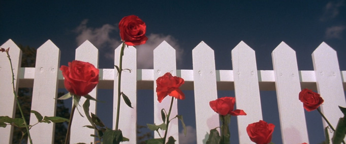 Blue Velvet White Fence